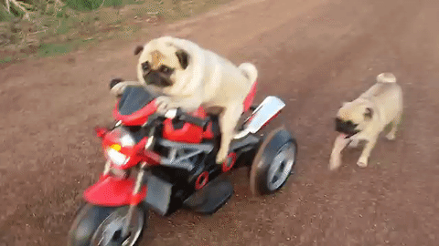 Pug Rides A Motorcycle and Rides it Well.