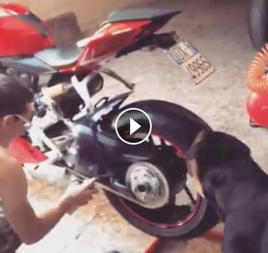 Rottweiler helps owner work on his motorcycle. Everyone needs an assistant!