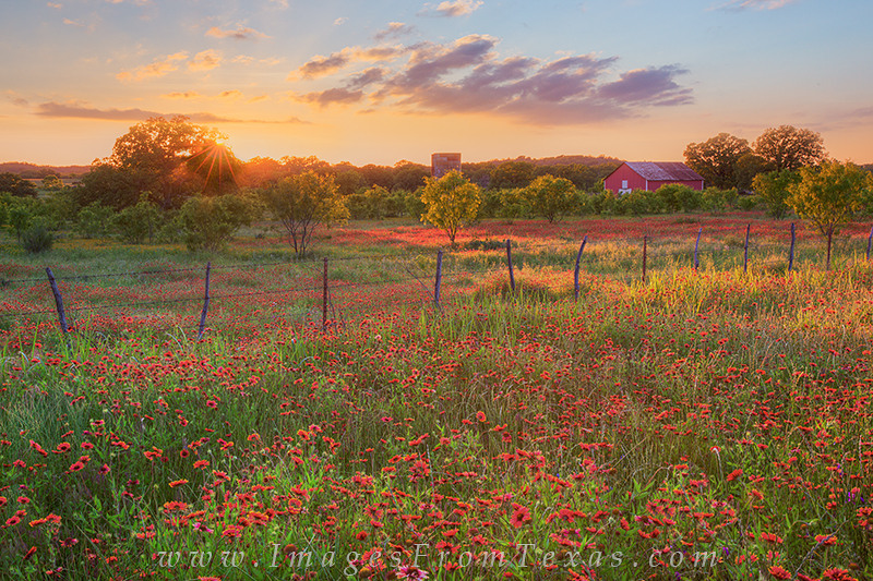 The last sunlight of day streams across a lonely field of Texas wildflowers - this time red firewheels. On a stretch of dirt road north of Llano in the Hill Country, scenes like this were everywhere in May. The hard part was picking a location for the moment of sunset.