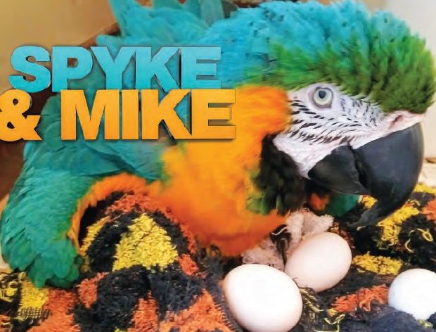 Spyke & Myke March Madness